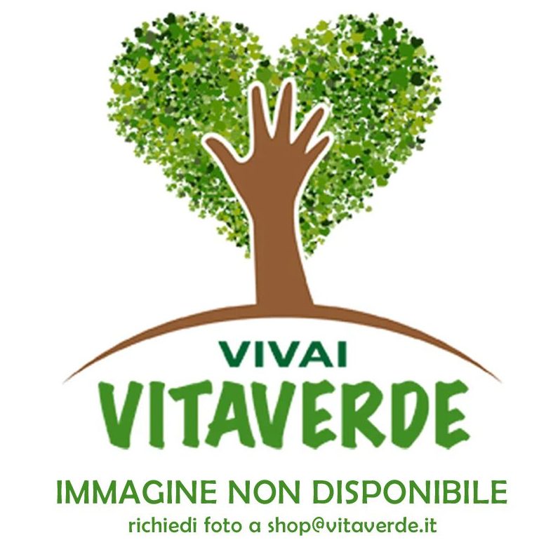 Diserbante totale Boom 5 lt - Vivai Vitaverde Shop